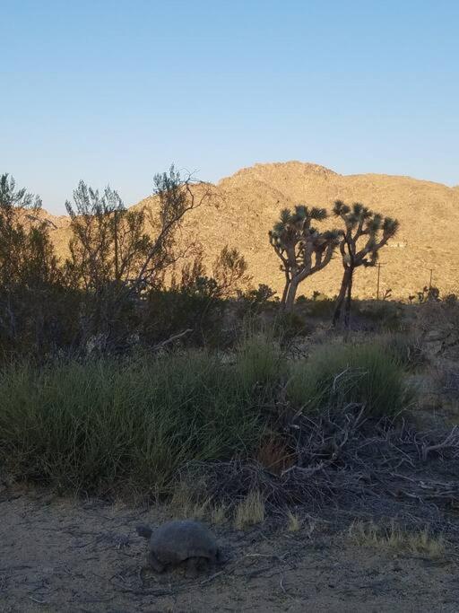 Steph'S Panorama Paradise-Nat'L Park Minutes Away Joshua Tree Εξωτερικό φωτογραφία